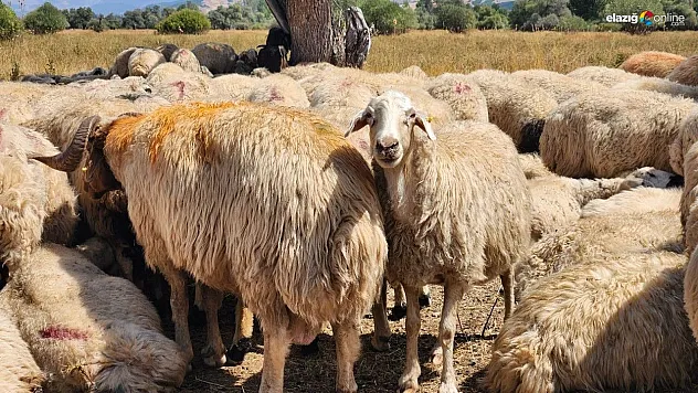 Tunceli'de hayvan hareket kısıtlamaları kaldırıldı