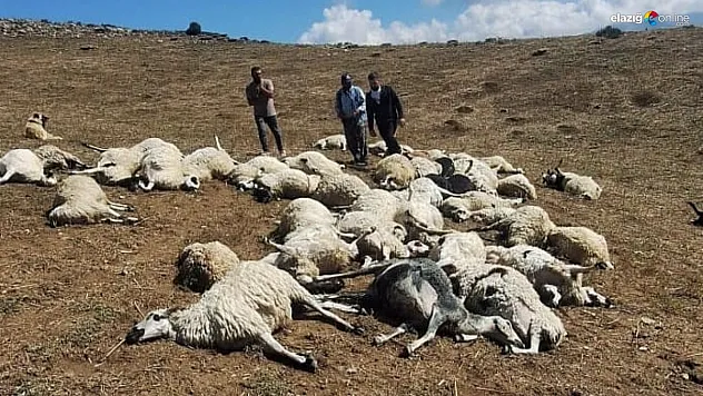 Tunceli'de sürüye yıldırım düştü: 58 koyun telef oldu