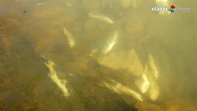 Tunceli'de suya elektrik verildi, çok sayıda balık telef oldu
