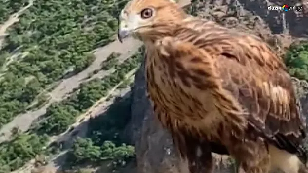 Tunceli'de tedavi edilen 2 kızıl şahin ve bir kaya kartalı doğaya salındı
