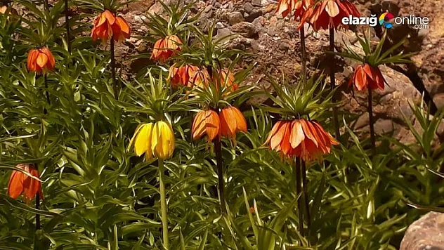 Tunceli'de ters lale için turlar düzenleniyor