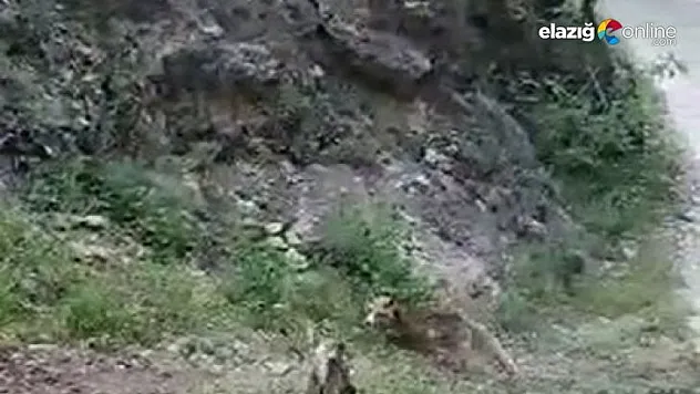 Tunceli'de tilki ve kedinin ekmek kavgası