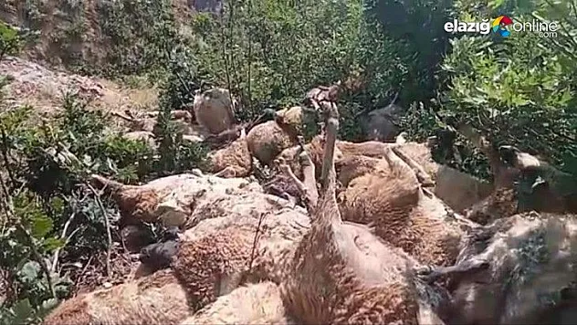 Tunceli'de uçurumdan atlayan 80 koyun telef oldu