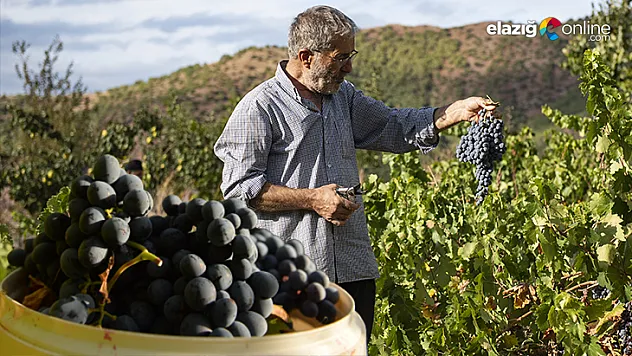 Tunceli'de üzüm bağlarında hasat başladı