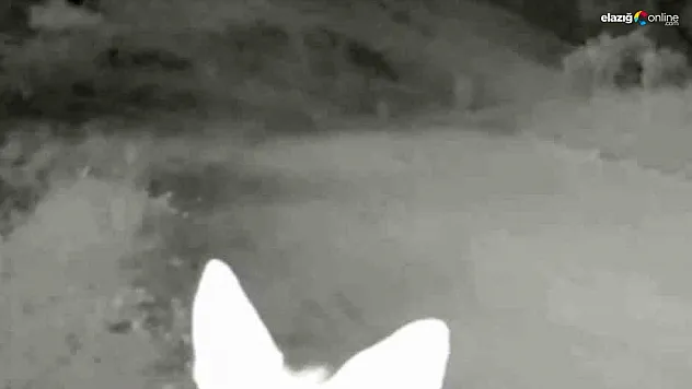 Tunceli'de yaban hayatı kameraya yansıdı