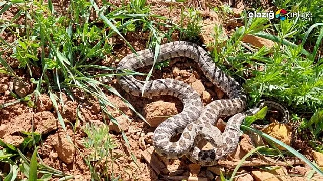 Kocabaş yılanı görüntülendi