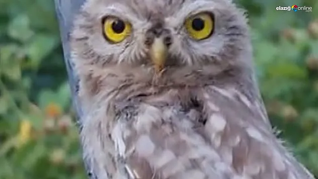 Tunceli'de yavru baykuş, kendisini seven vatandaştan ayrılmak istemedi