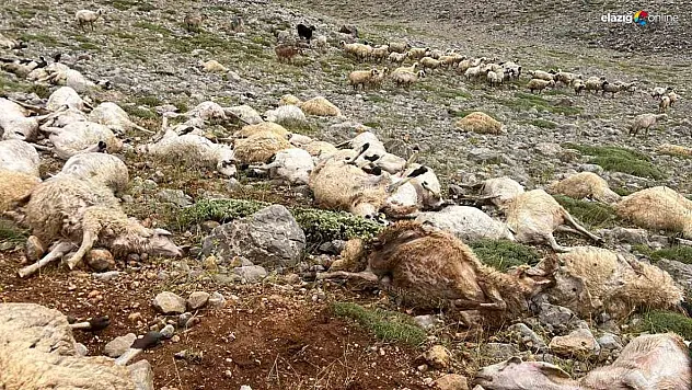 Tunceli'de yıldırım isabet eden 200 koyun telef oldu