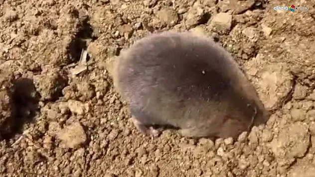 Tunceli'de yuva yapmak için kazı yapan köstebek kameraya yansıdı