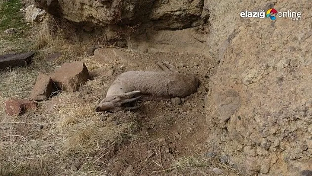 Tunceli'deki yaban keçisi ölümlerinin nedeni veba çıktı