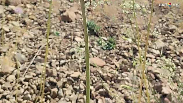 Tunceli'nin tescilli dağ sarımsağı yok olma tehditi altında