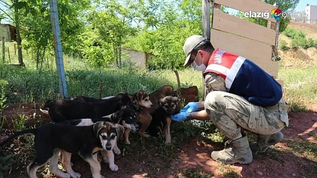 Tunceli'de sokak hayvanları 'vefa' eliyle beslendi