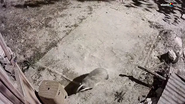 Elazığ'da Belgesellik Anlar! Bal Porsuğu ile Sansar Aynı Karede Görüntülendi