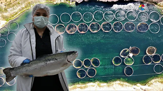 Elazığ'dan Dünyaya Türk Somonu İhraç Ediliyor!