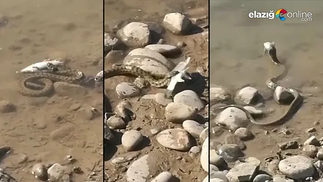 Turna balığını avlayan yılan görüntülendi