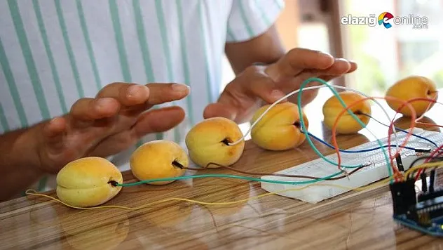 Tuşları kayısıdan olan piyano yaptı!