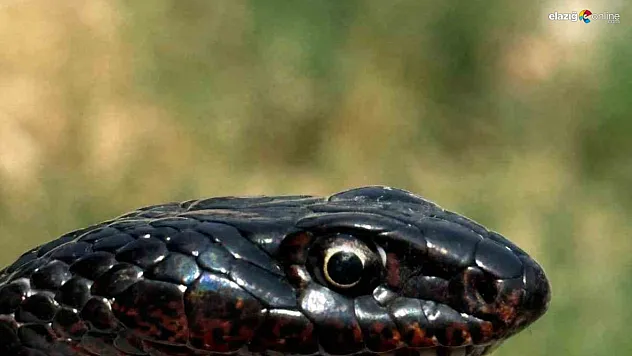 Tuvalete giren karayılan, yakalanarak doğal ortamına bırakıldı