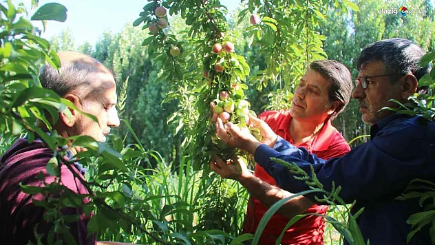 UNESCO Dünya Miras Listesinde bulunan Hevsel Bahçelerinde erik hasadı