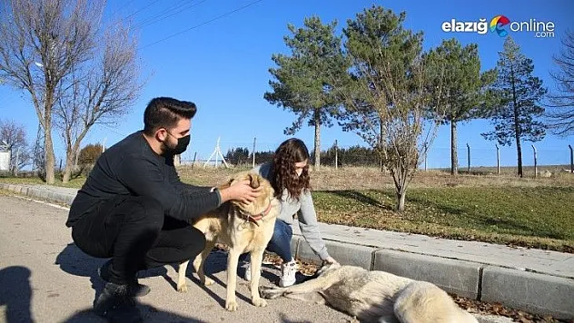 Üniversite öğrencilerinden, sokak hayvanlarına destek
