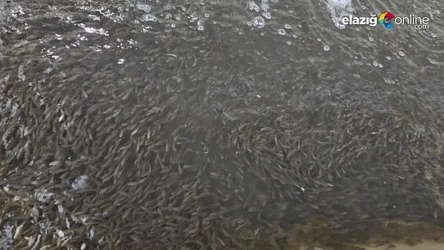 Üretilen 5 milyon balık 21 baraja bırakılıyor