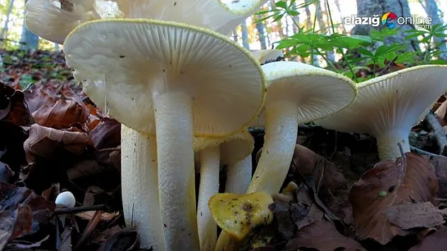 Uzmanlar Mantar Zehirlenmelerine Karşı Uyardı
