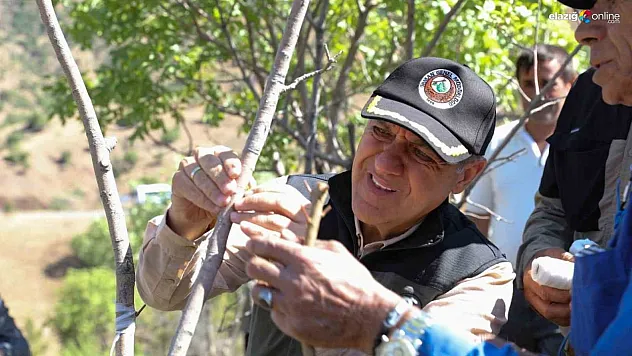 Vali Usta, fıstık aşılama çalışmalarını yerinde inceledi
