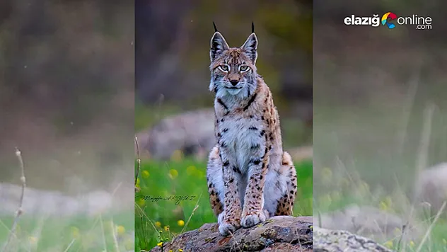 Vaşak, doğa fotoğrafçısına böyle poz verdi
