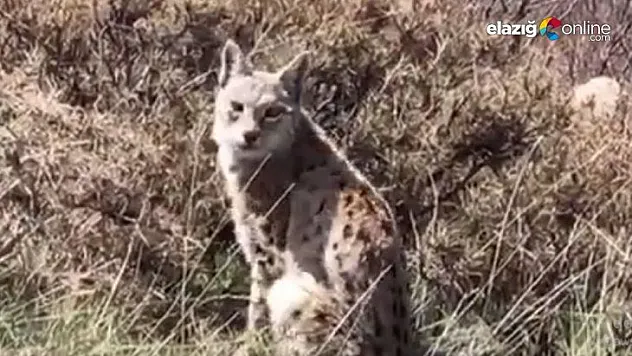 Vaşak önce ağaçta görülmüştü, şimdi pusuda görüntülendi