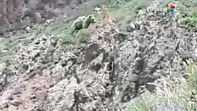 Vatandaşın ayıya söyledikleri gülümsetti