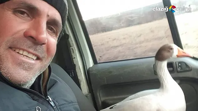 Yolda bulduğu ve sahibini aradığı kaz ile dostluğu içleri ısıttı