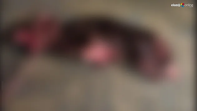 Veteriner Şaşkına Döndü: İki Ayaklı Buzağı Görenleri Şoke Etti!