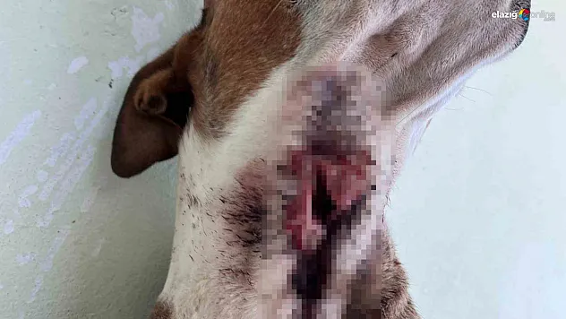 Yaban Domuzları Elazığ Baskil'de Paniğe Neden Oldu!