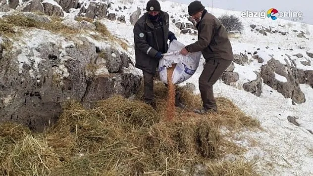 Yaban hayatı için yem desteği sürüyor