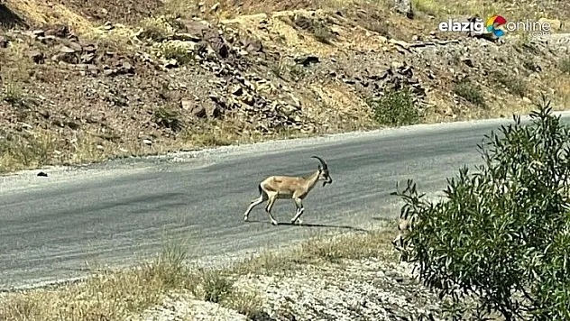 Yaban keçileri Munzur ve Pülümür Vadisi'nde görüntülendi