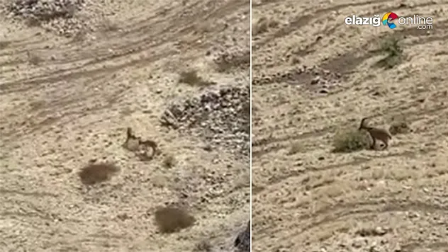 Yaban keçileri tarihi Harput Kalesine indi