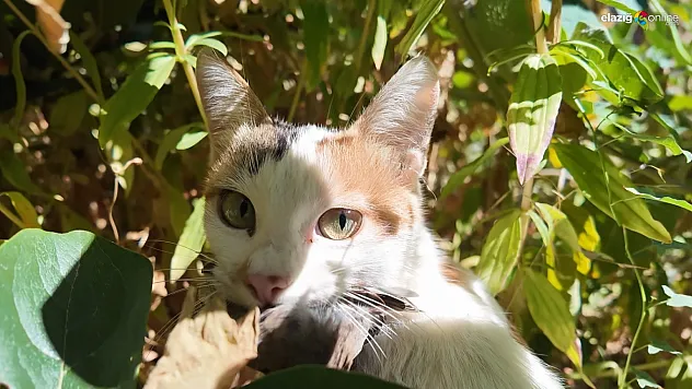 Elazığ'da Yürek Isıtan Görüntü: Anne Kedi Serçeyi Yavrusuna Taşıdı!