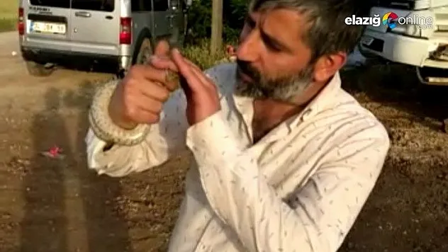 Yakaladığı yılanı böyle sevip öptü, o anlar kameraya yansıdı