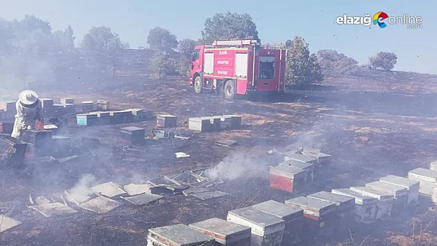 Yangında 830 adet kovan kül oldu