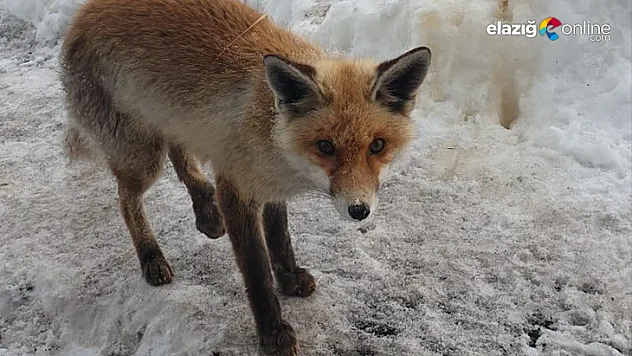 Yaralanan tilki, kamp tesisine sığındı
