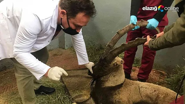 Yaralanan dağ keçisinin iyileşme şansı düşük