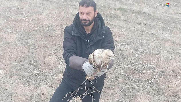 Elazığ'da Yaralı Kartala Şefkat Eli: Tedavisi Devam Ediyor!