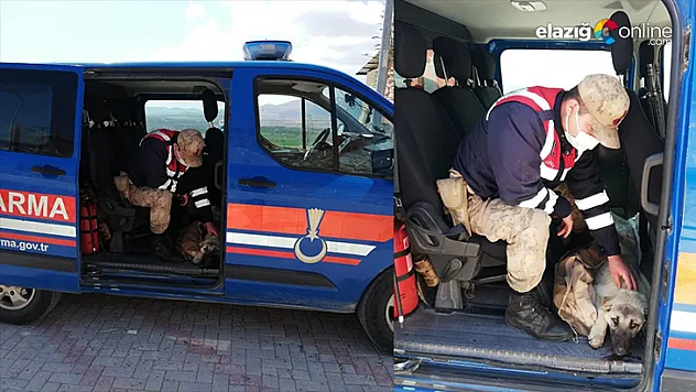 Yaralı köpeği fark eden jandarma, ekip aracıyla hastaneye götürdü