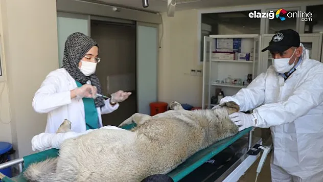 Yaralı köpek tedavi altına alındı