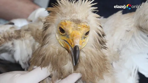 Yaralı Mısır Akbabası Bir Daha Uçamayacak!