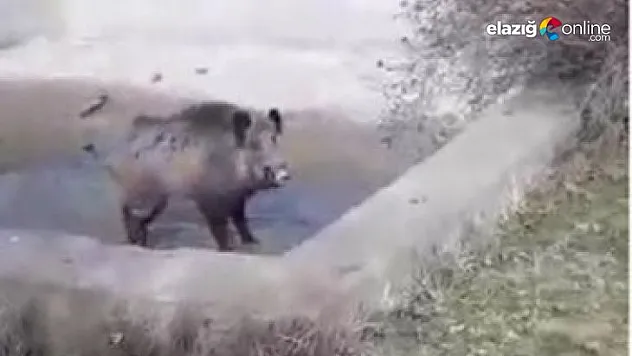 Yaralı domuz, kendisini kurtarmak isteyen vatandaşlara saldırdı