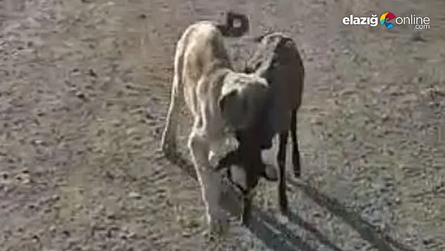 Yavru köpek sürüden ayrılan kuzuyu böyle getirdi