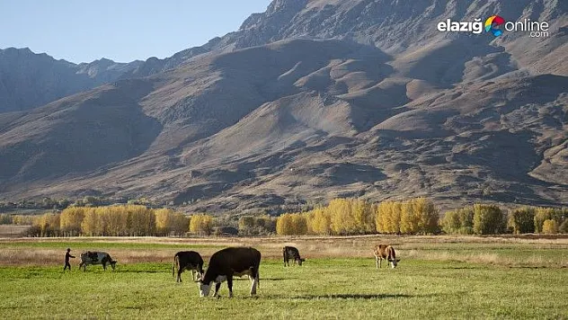 Yaylacılara 'evlerinizde erzak bırakmayın' uyarısı
