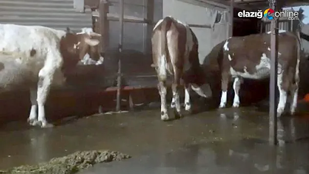 Yazıkonak'ta ahırları su bastı