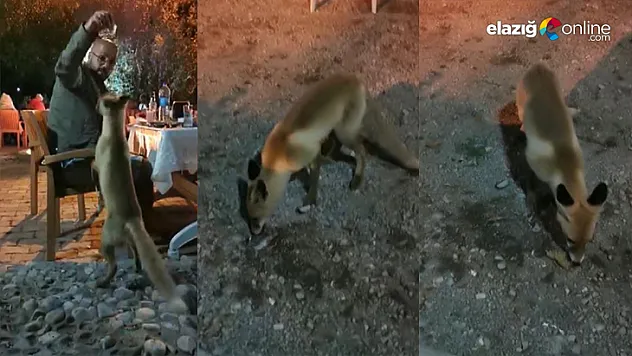 Yemeğin davetsiz misafiri 'Tilki'