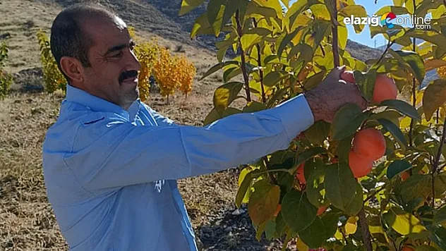 Yetiştirilen hurmalar, Elazığ ve çevre illere gönderiliyor